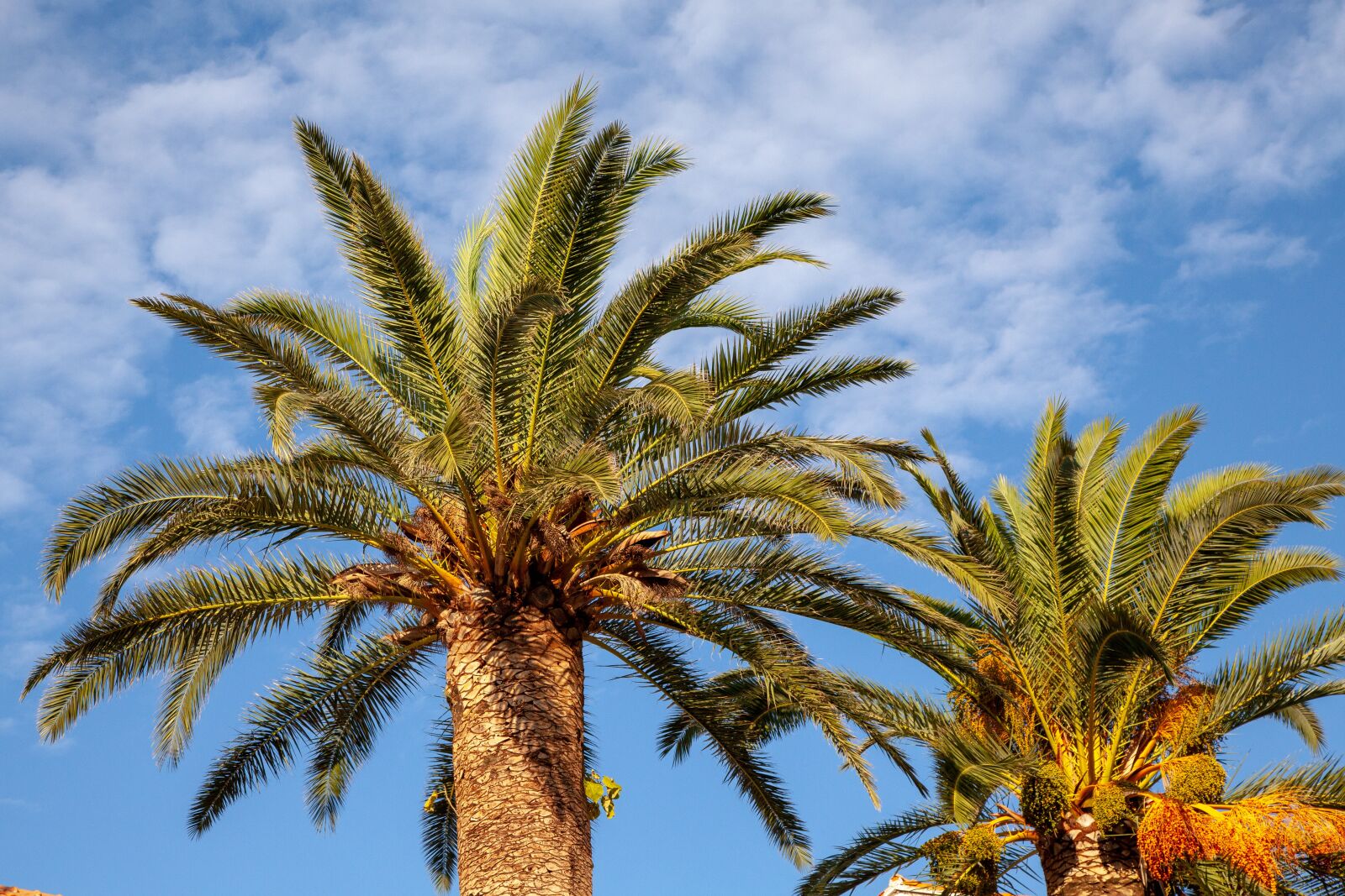 Canon EOS 5D Mark II sample photo. Palma, sky, clouds photography