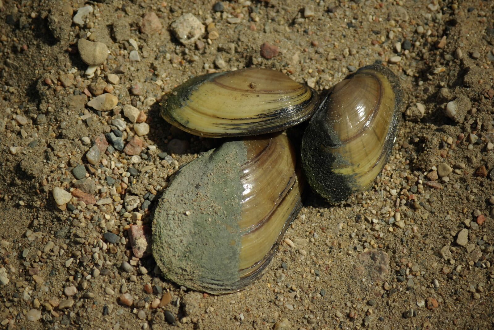 Pentax K10D sample photo. Nature, sea shells, beach photography