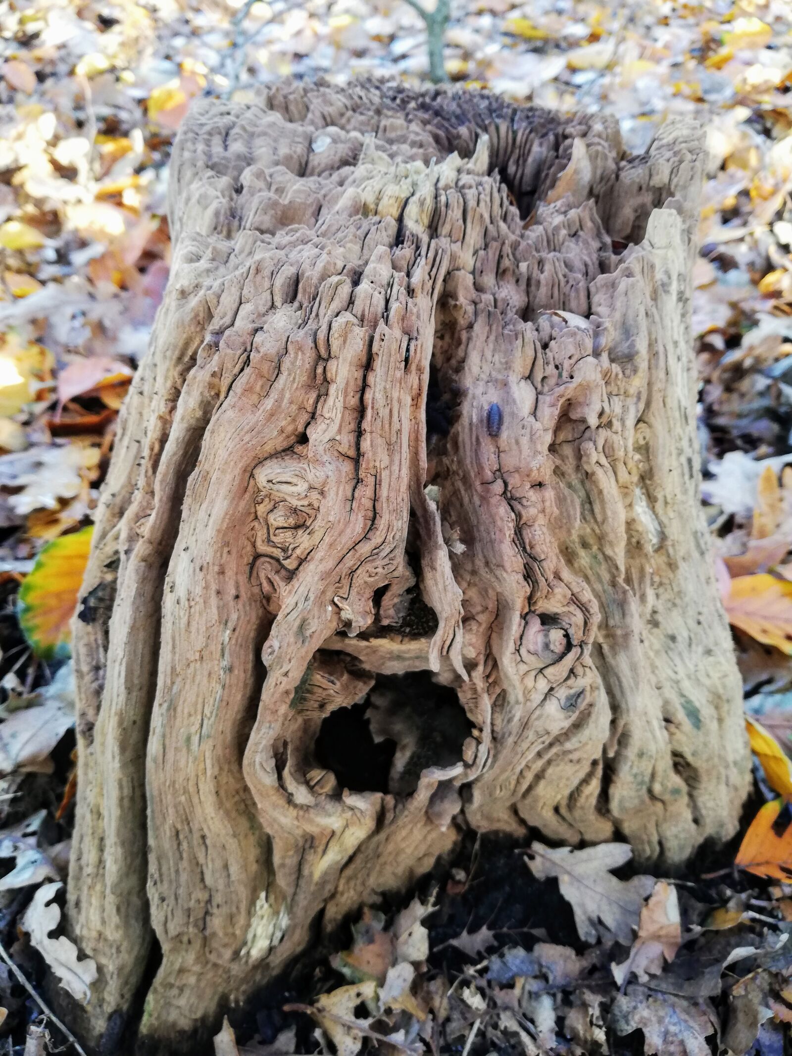 HUAWEI P20 lite sample photo. Stump, forest, nature photography