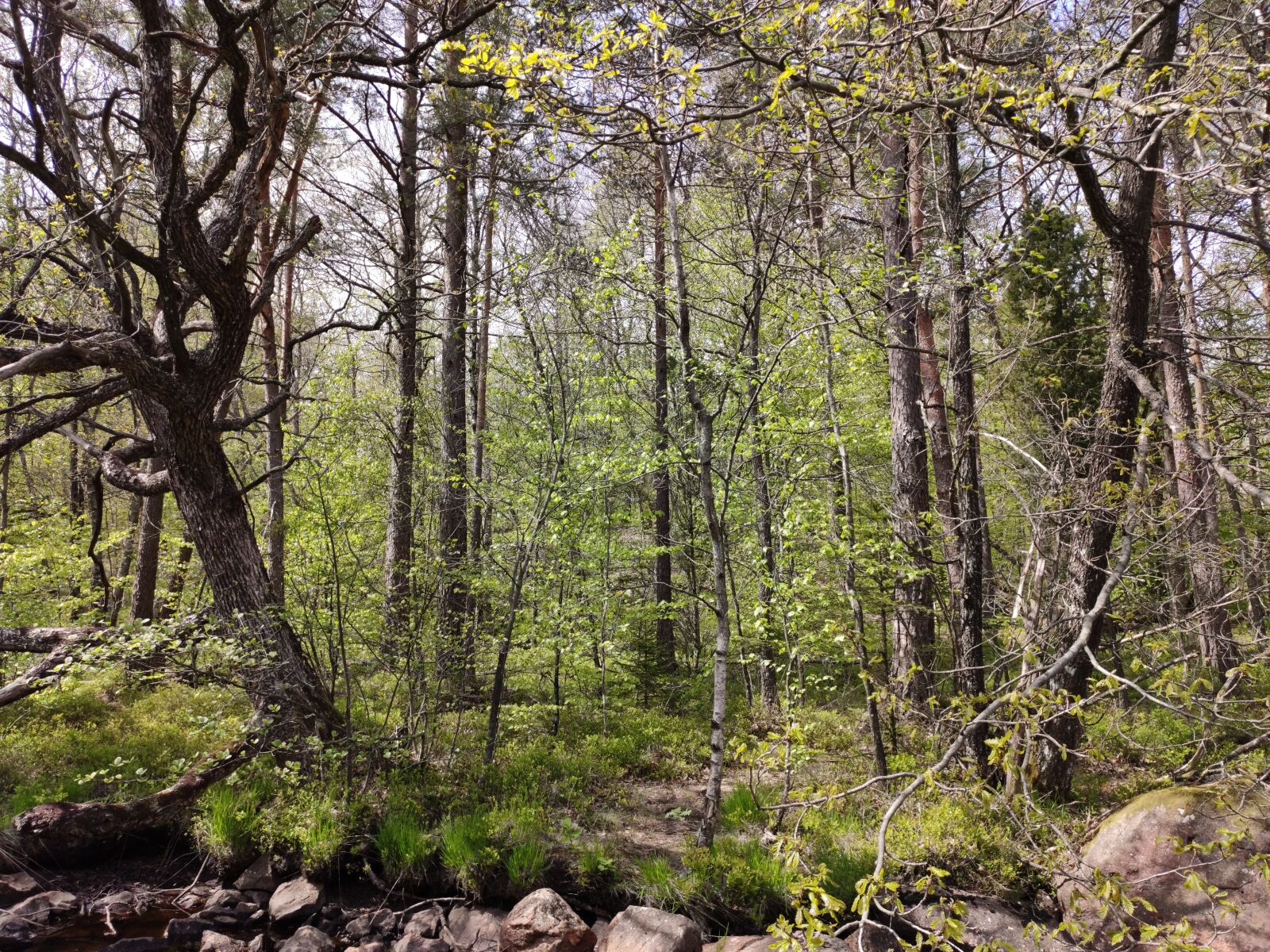 Xiaomi Mi 9T Pro sample photo. Forest, tree, stones photography