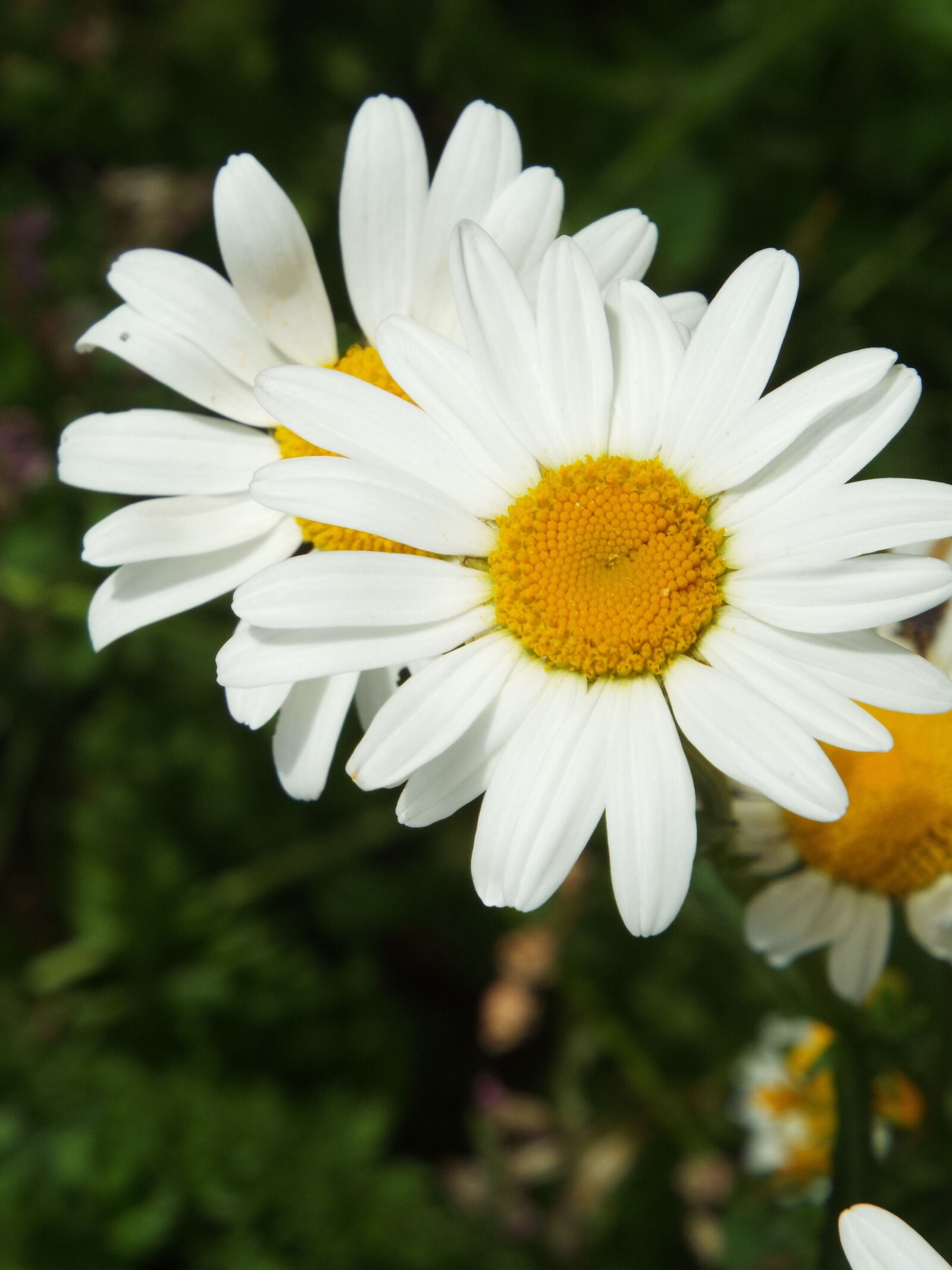 Fujifilm FinePix S8200 sample photo