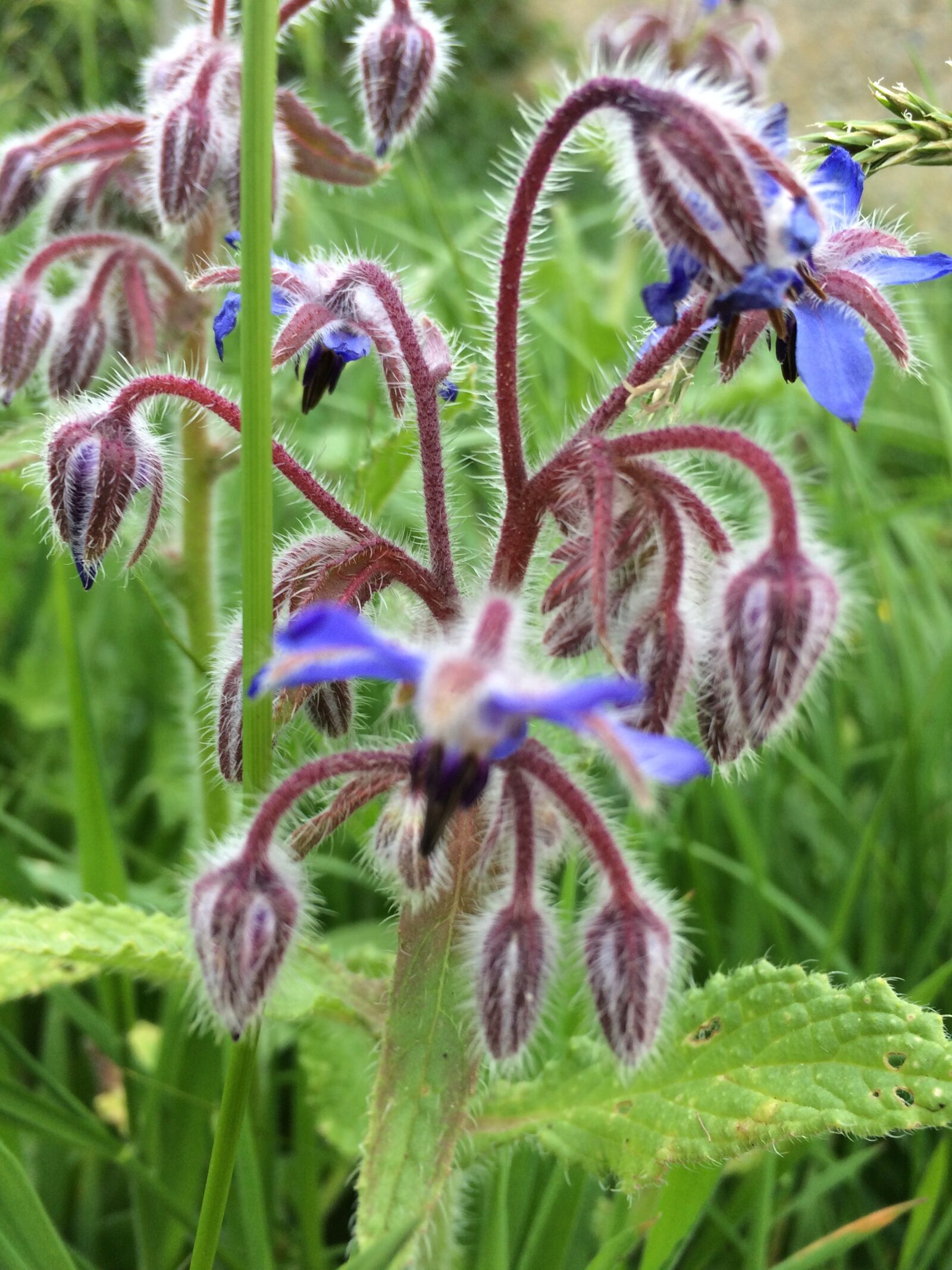 iPhone 5s back camera 4.15mm f/2.2 sample photo. Flowers, florist, borage photography