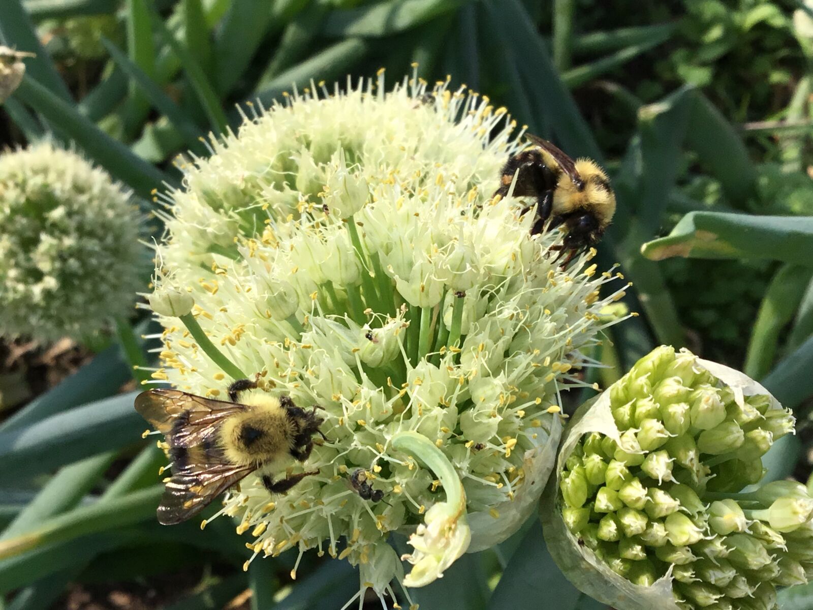 Apple iPad (5th generation) sample photo. Bumble bees, bees, bumblebee photography