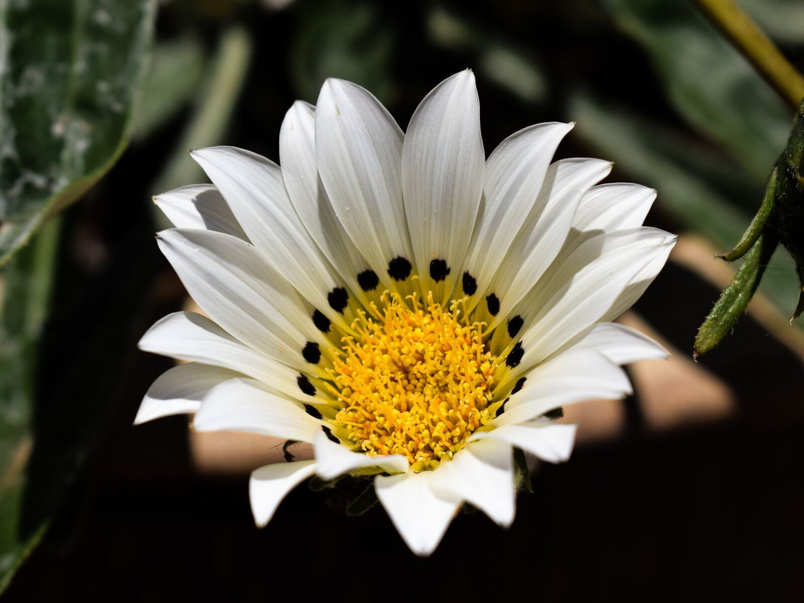 Nikon D3300 sample photo. Gazania, white, flower photography
