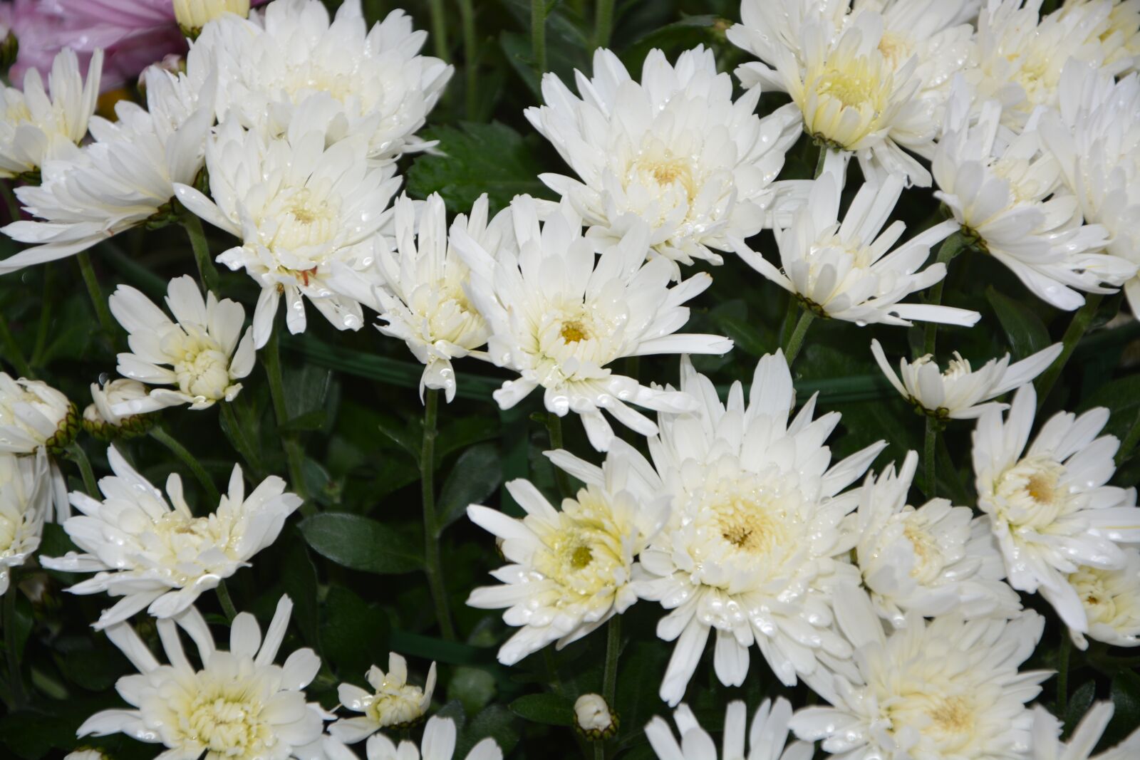 Nikon D5200 sample photo. Flowers, white flowers, nature photography