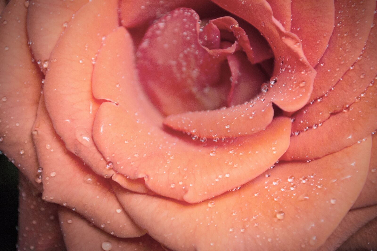 Nikon D3100 sample photo. Flower, pink, dew photography