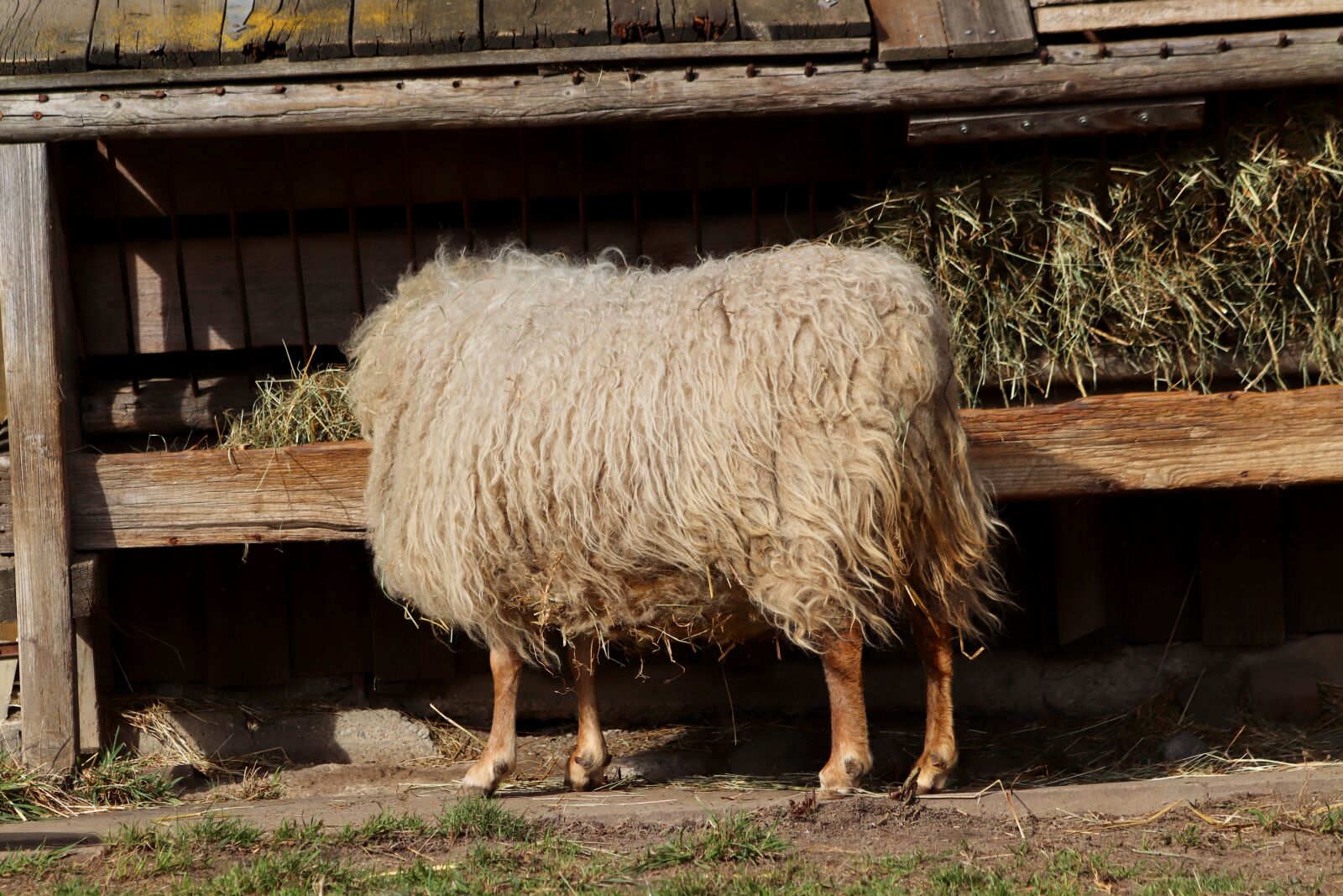 Canon EOS 800D (EOS Rebel T7i / EOS Kiss X9i) sample photo. Sheep, pet, livestock photography