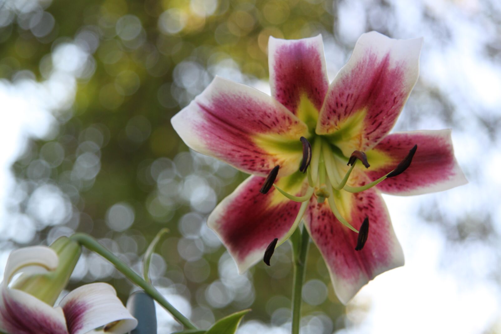 Canon EOS 500D (EOS Rebel T1i / EOS Kiss X3) sample photo. Day lily, lily, flower photography