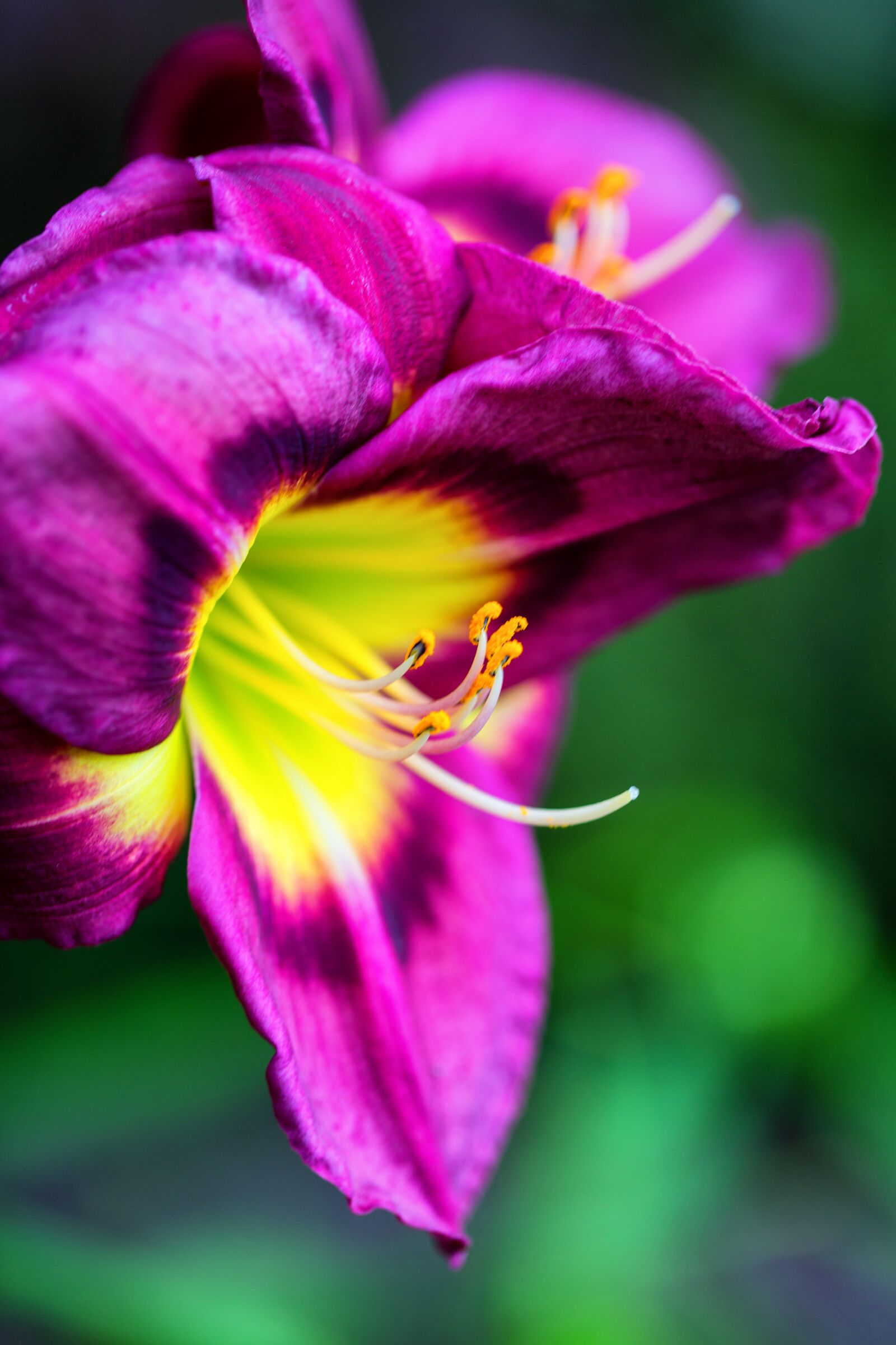 Canon EF 100mm F2.8L Macro IS USM sample photo. Flower, nature, orchid photography