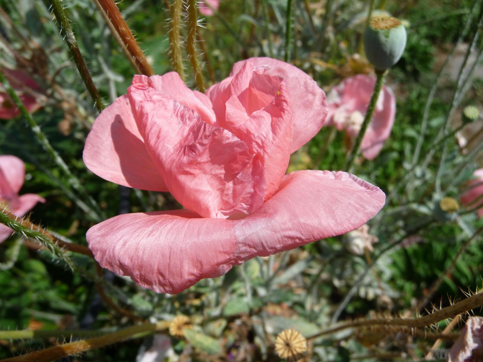 Panasonic Lumix DMC-TZ5 sample photo. Flower, poppy, pink photography