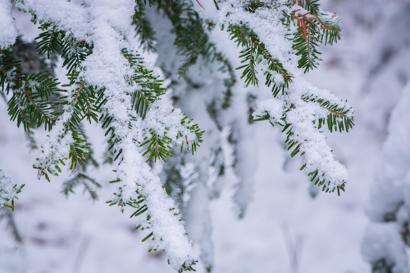 Nikon D7100 sample photo. Winter, wintry, wintertime photography