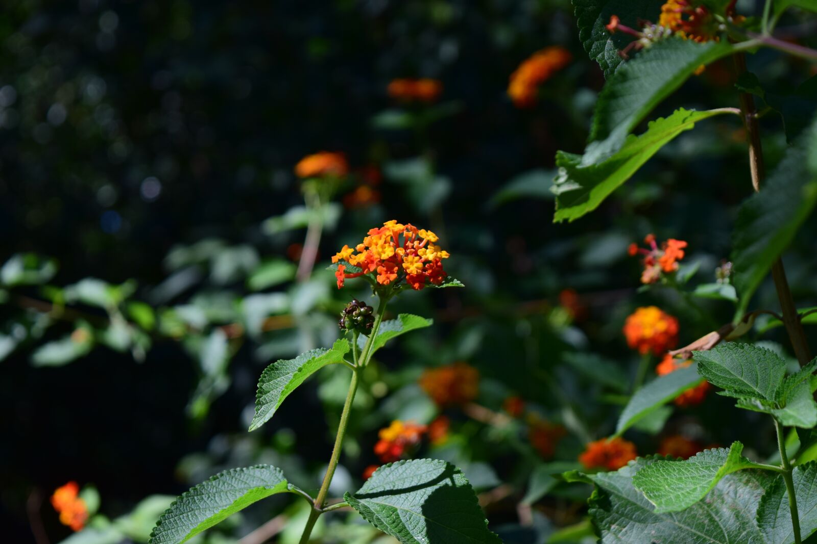Nikon D3300 sample photo. Plant, flower, flowers photography