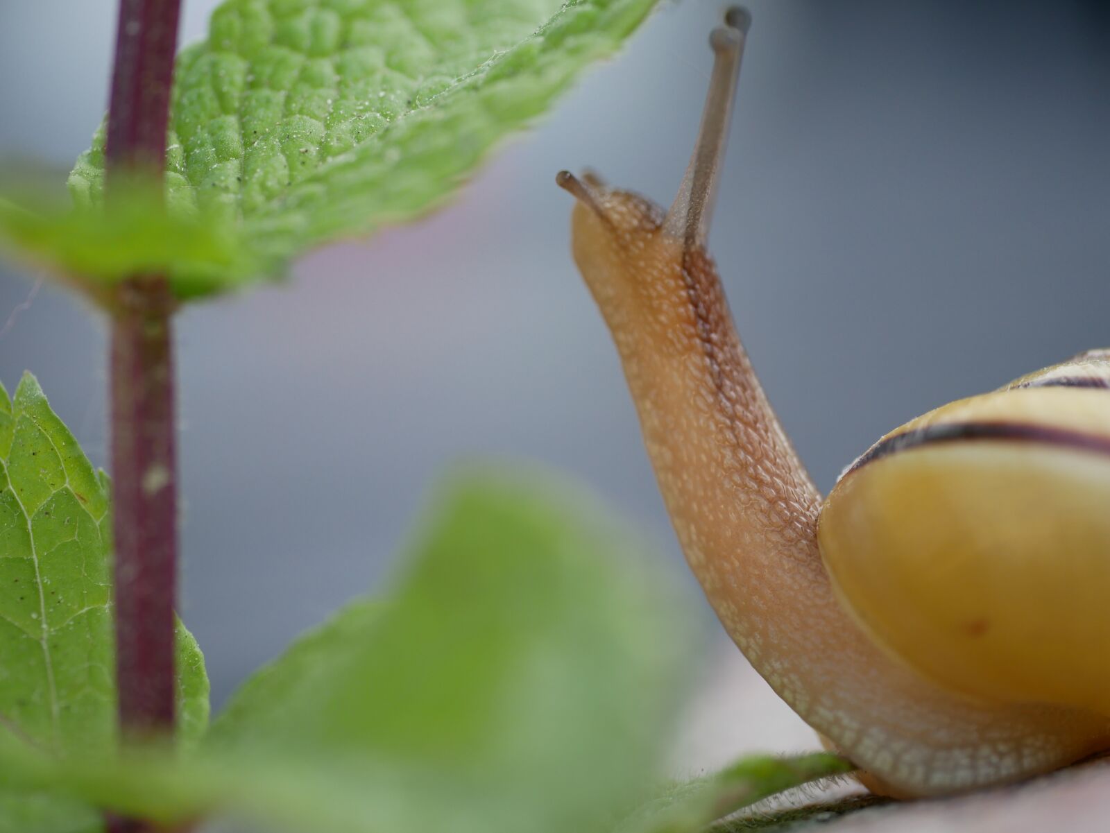 Panasonic DMC-G81 sample photo. Snail, close up, shell photography