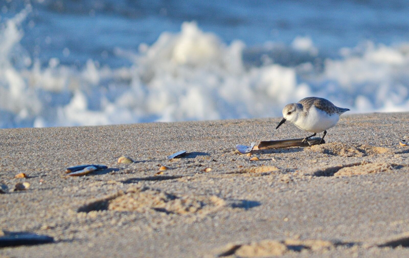 Nikon D3100 sample photo. Sanderling, sea, north sea photography