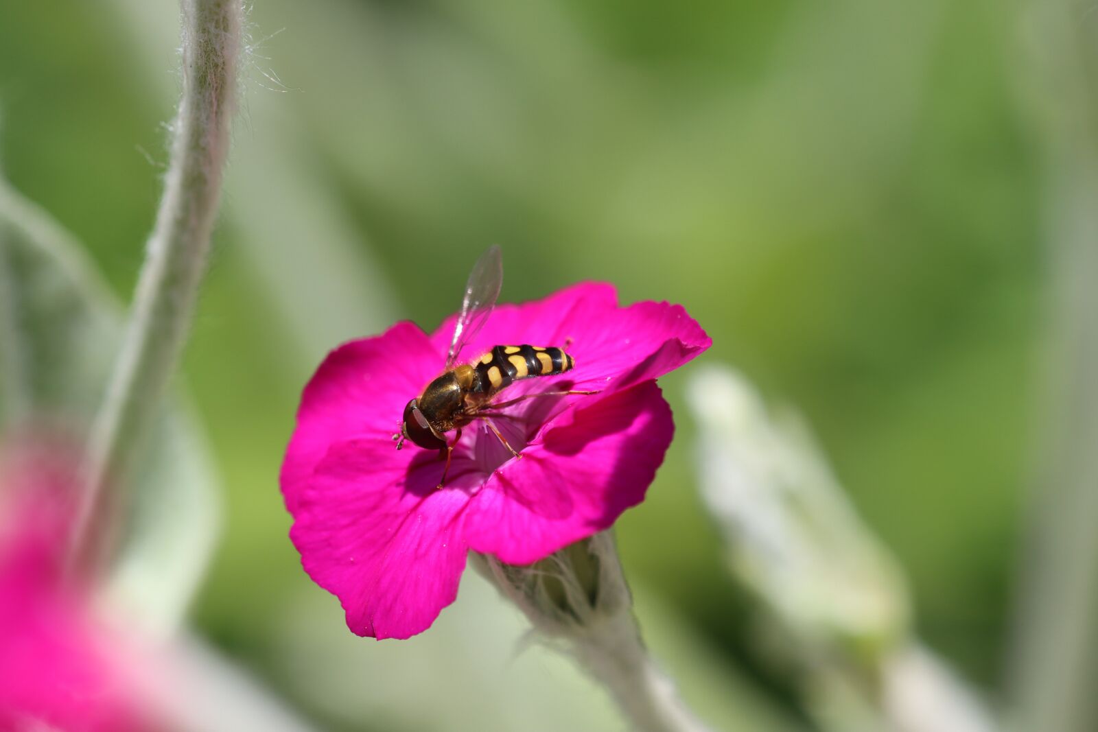 Canon EOS 90D sample photo. Hover fly, insect, nature photography