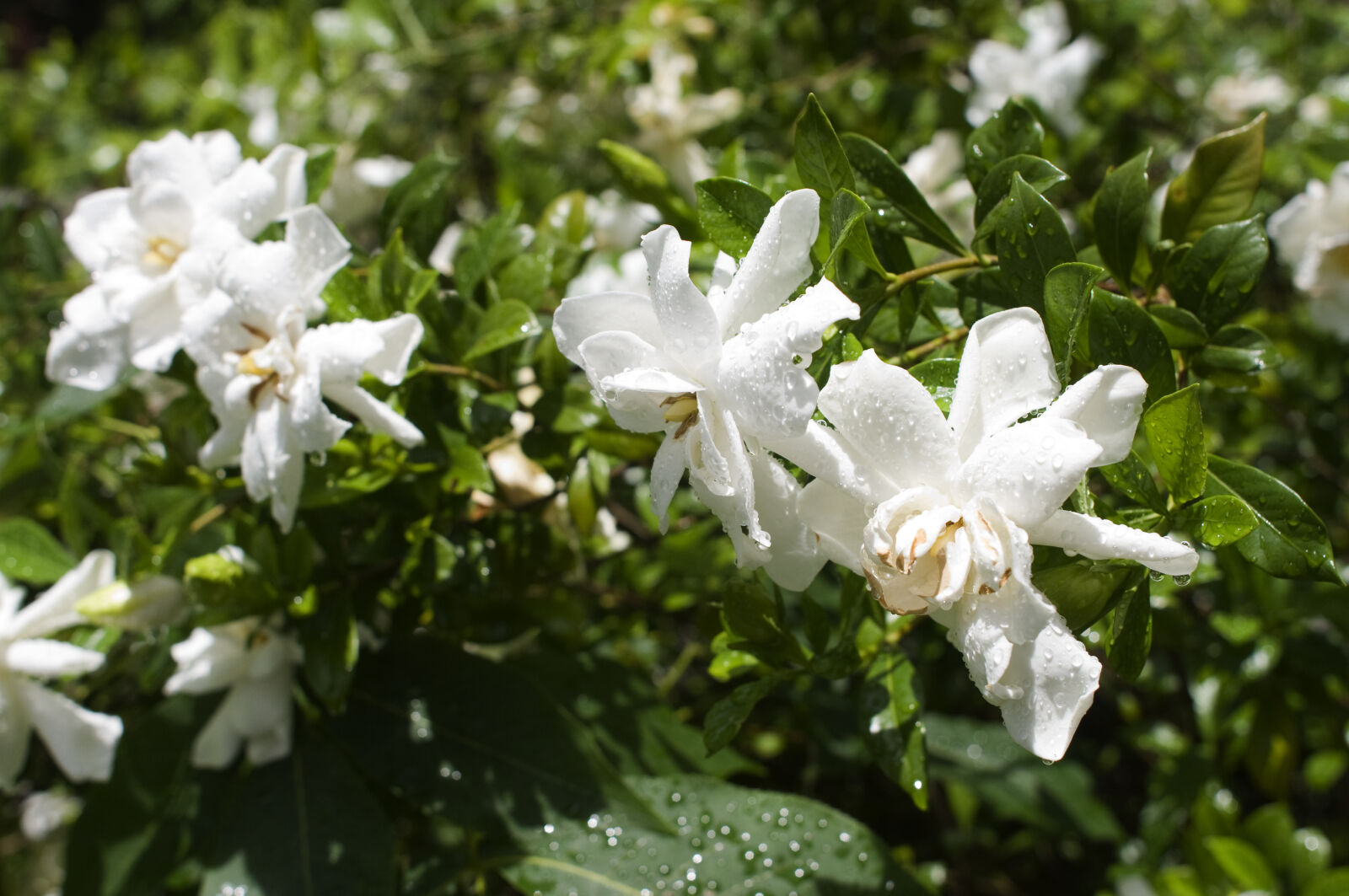 Nikon D90 sample photo. Color, colorful, flowers, green photography
