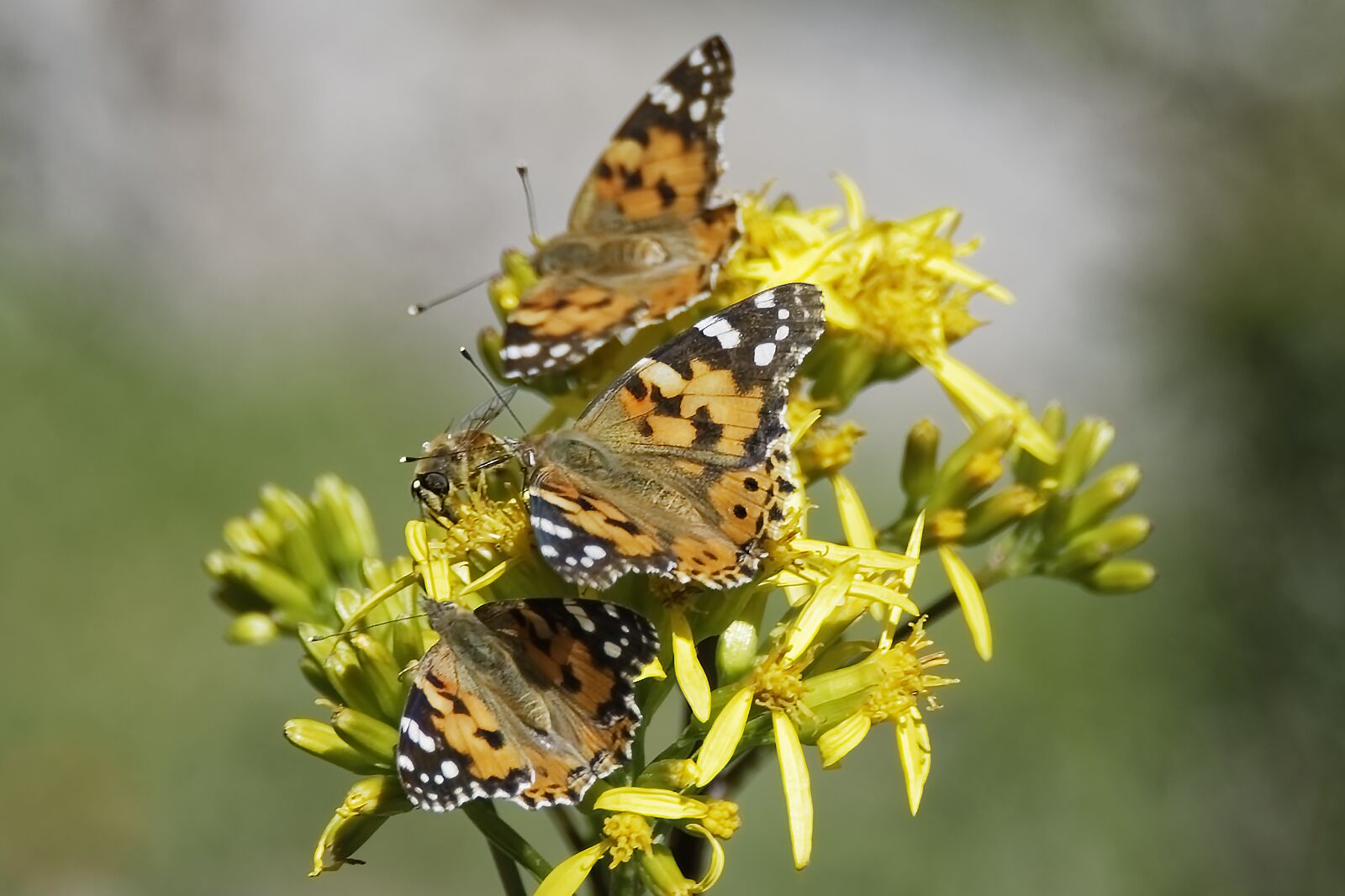 Nikon D500 sample photo. Butterflies, colorful, flowers photography