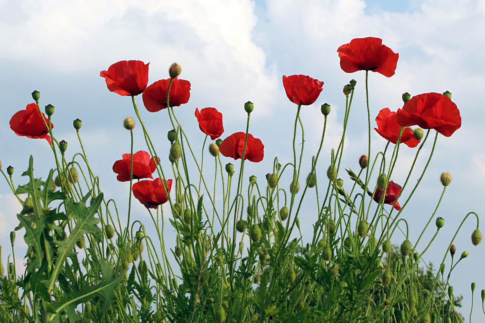 Canon PowerShot SX20 IS sample photo. Poppies, klatschmohn, papaver rhoeas photography