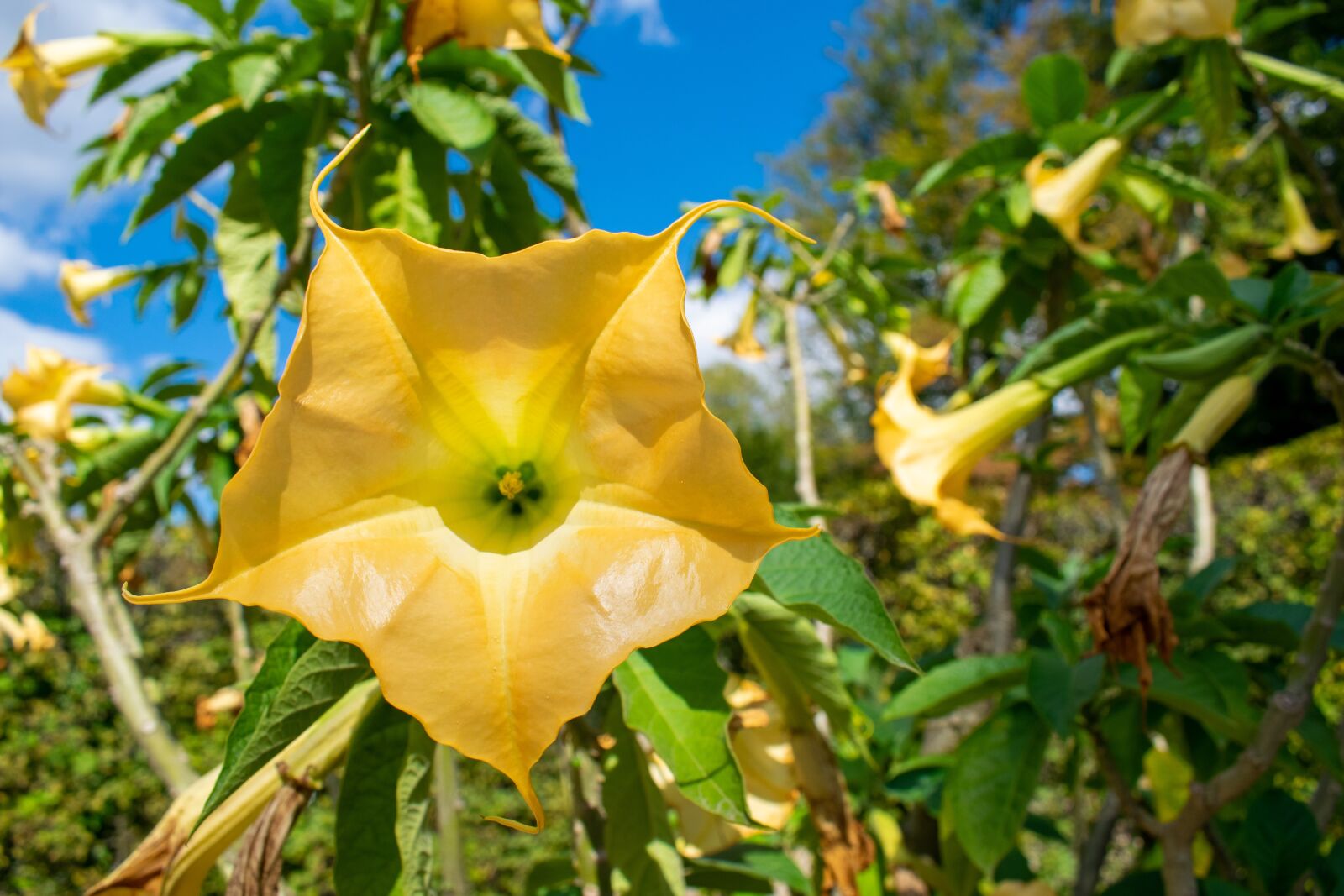 Nikon D5300 sample photo. Stans, yellow flower, yellow photography