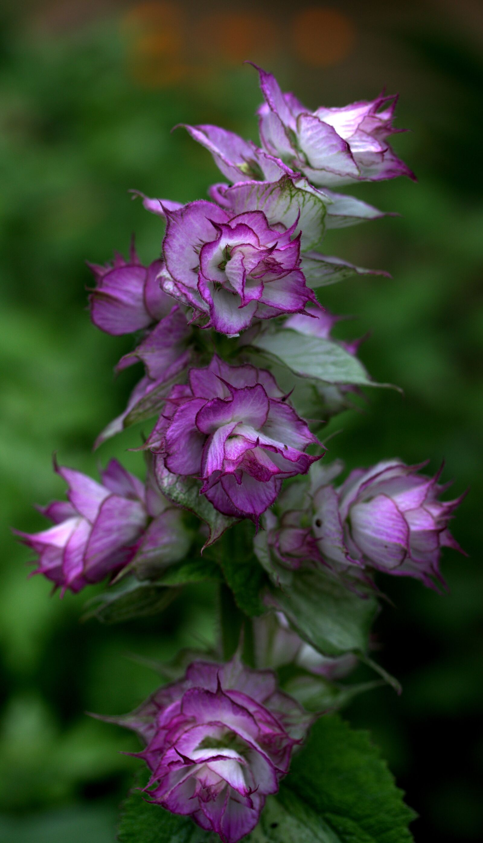 Canon EF-S 60mm F2.8 Macro USM sample photo. Flower, mov, wild photography