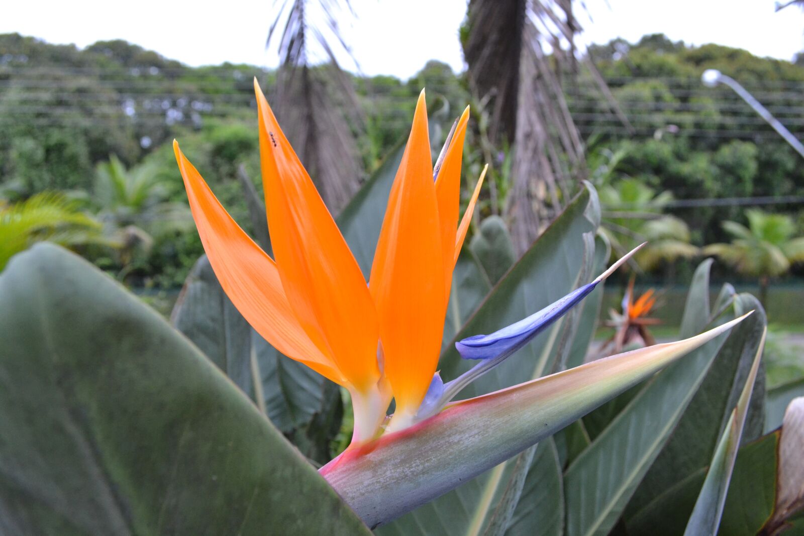 Nikon D3100 sample photo. Flower, nature, plant photography
