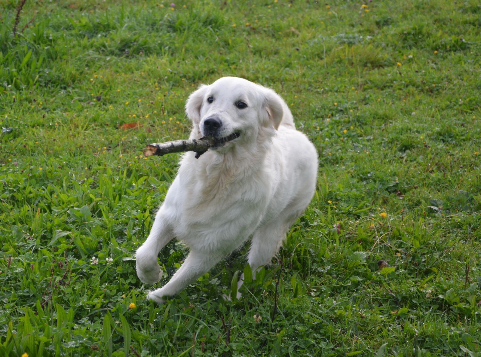 Nikon D5200 sample photo. Dog, dog golden retriever photography