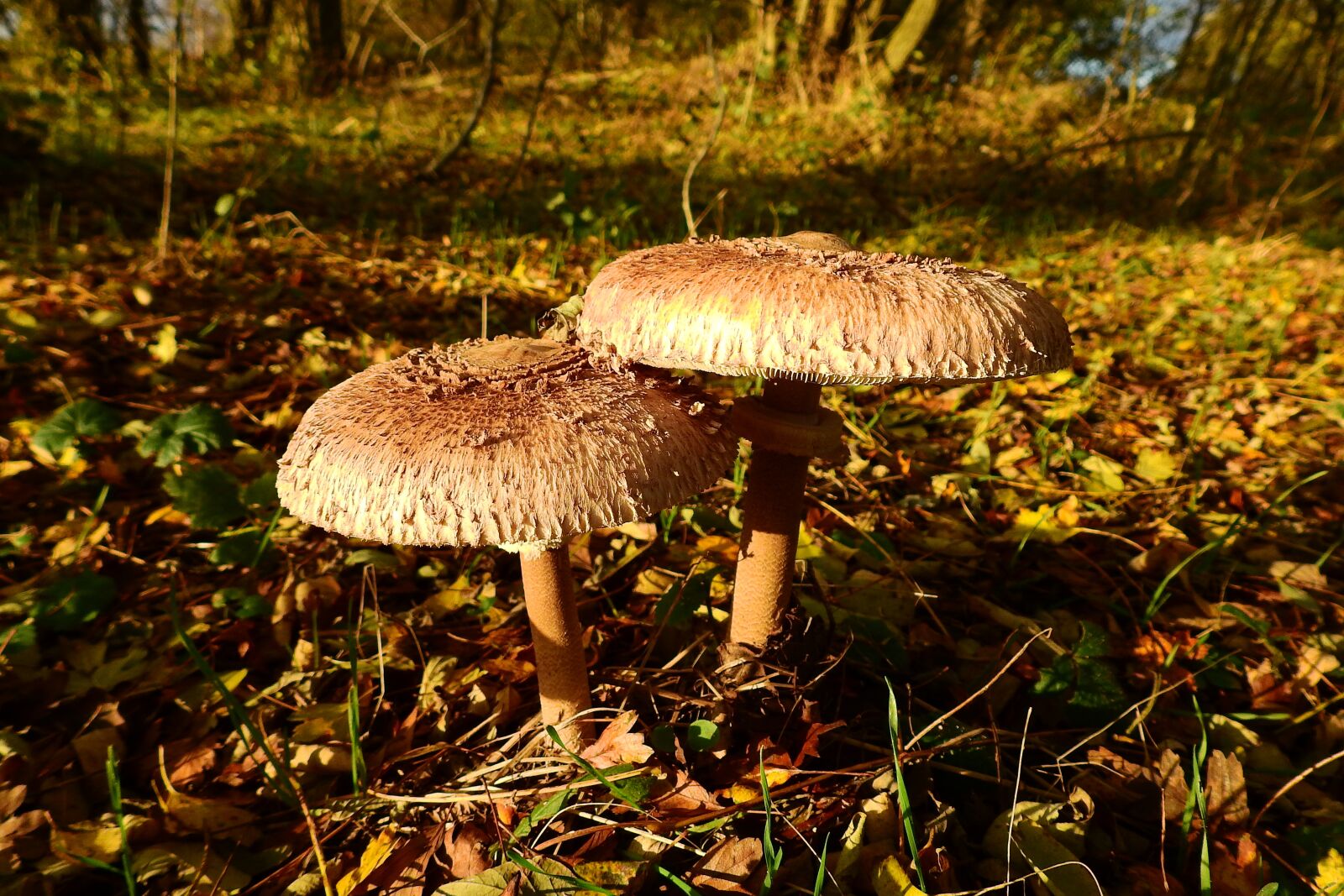 Nikon Coolpix P900 sample photo. Mushrooms, owls, nature photography