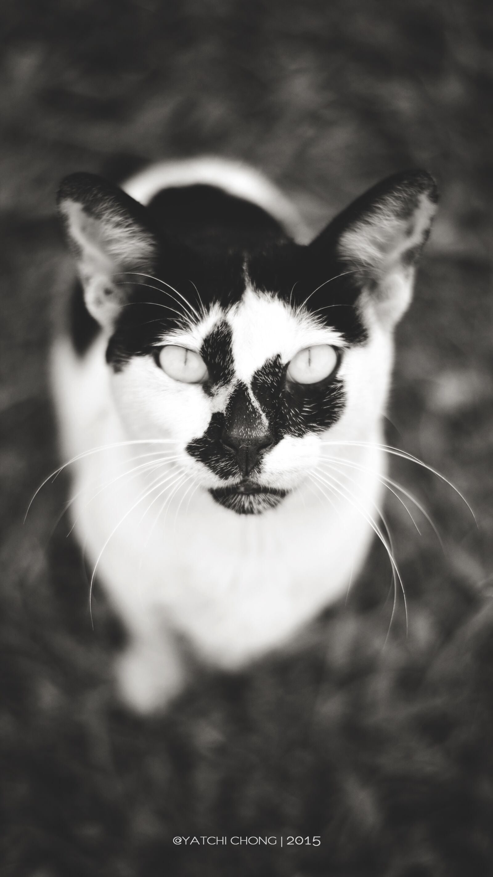 Nikon D3100 sample photo. Cat, black and white photography