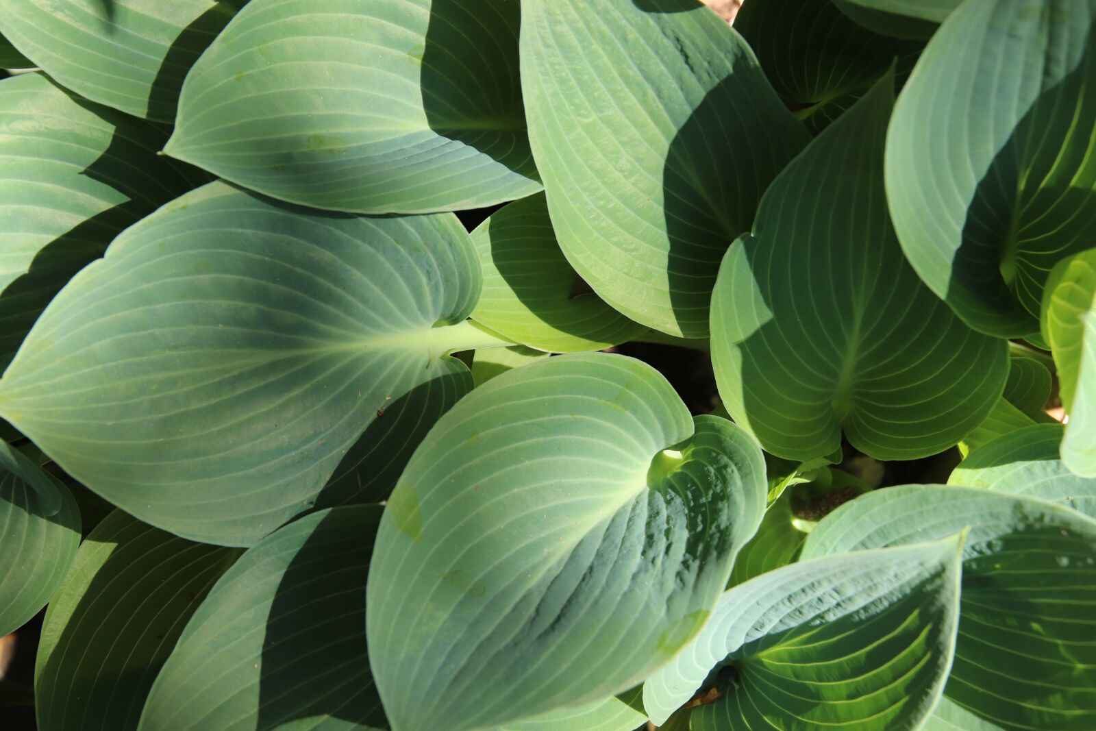Canon EOS 800D (EOS Rebel T7i / EOS Kiss X9i) sample photo. Plantain lily, hosta, hyacinth photography
