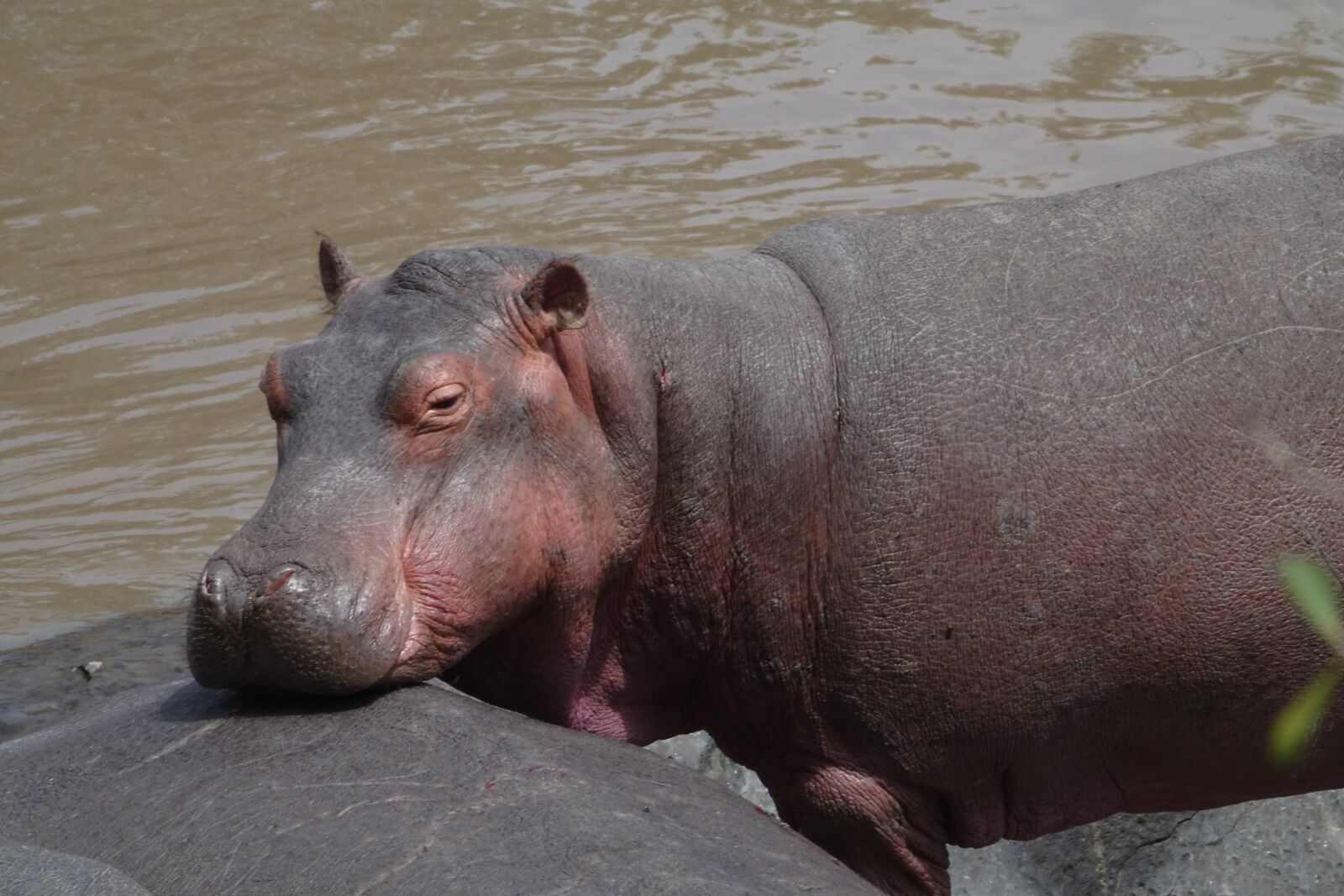 Sony Cyber-shot DSC-RX10 III sample photo. Hippopotamus, mammal, animal photography
