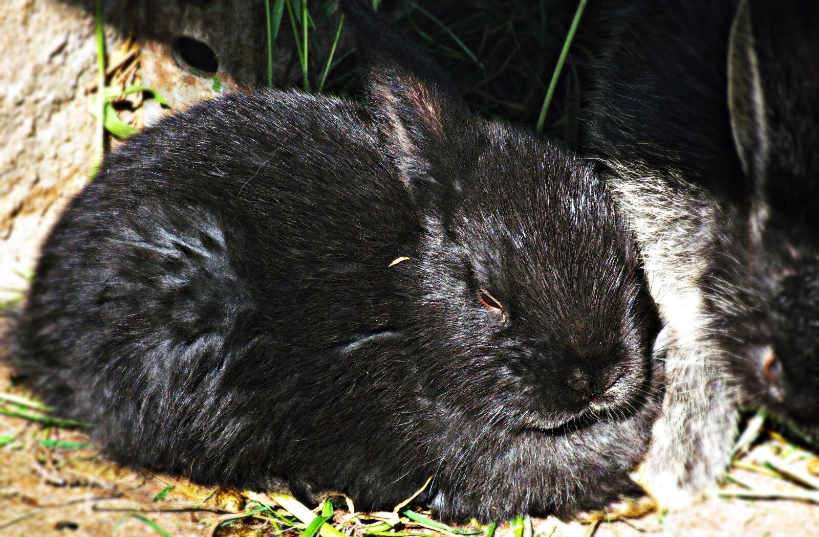 Canon PowerShot SX30 IS sample photo. Rabbit, black, bunny photography