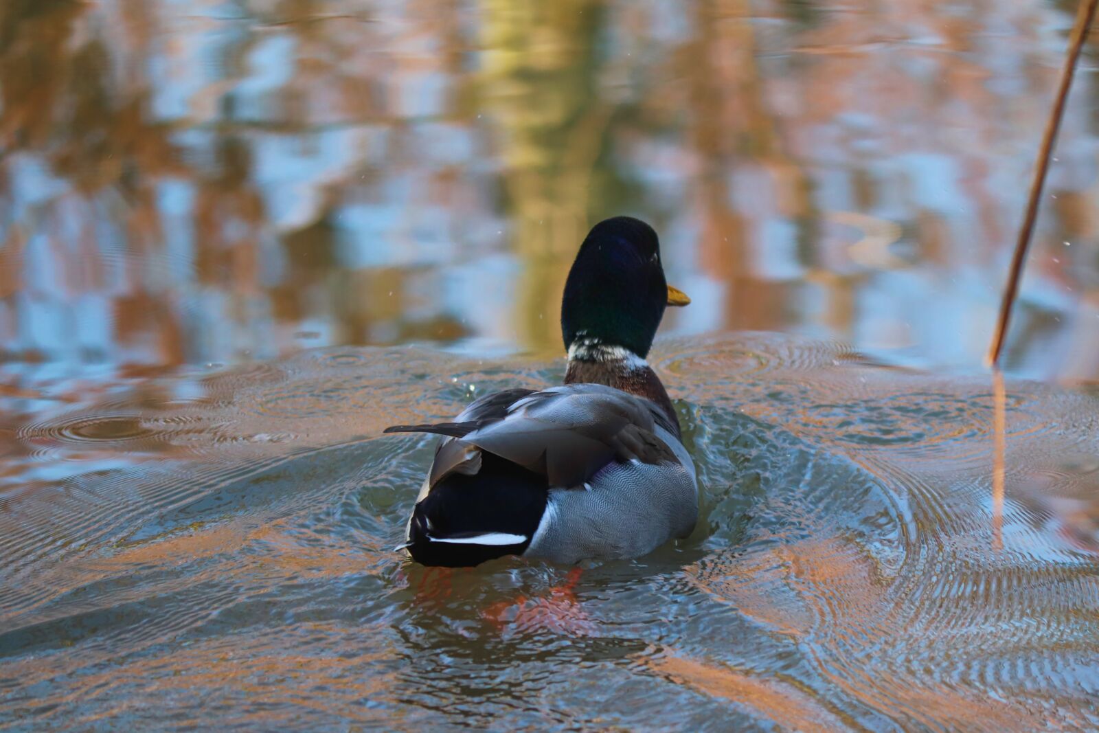 Canon EOS 200D (EOS Rebel SL2 / EOS Kiss X9) sample photo. Duck, drake, mallard photography