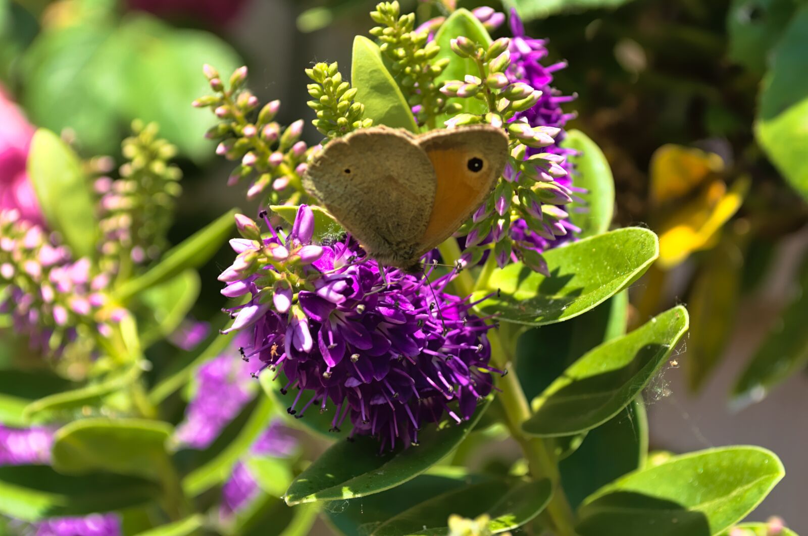 Nikon D3100 sample photo. Butterfly, flower, purple photography