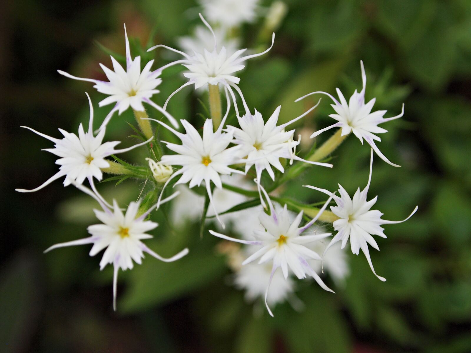 Olympus PEN E-PL1 sample photo. Flowers, tree, white photography