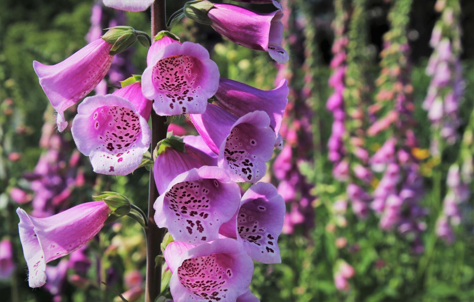 Canon EOS 80D sample photo. Summer flowers, coil, foxglove photography