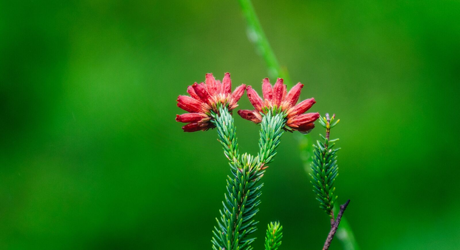 Nikon D7000 sample photo. Flowers, red, flora photography