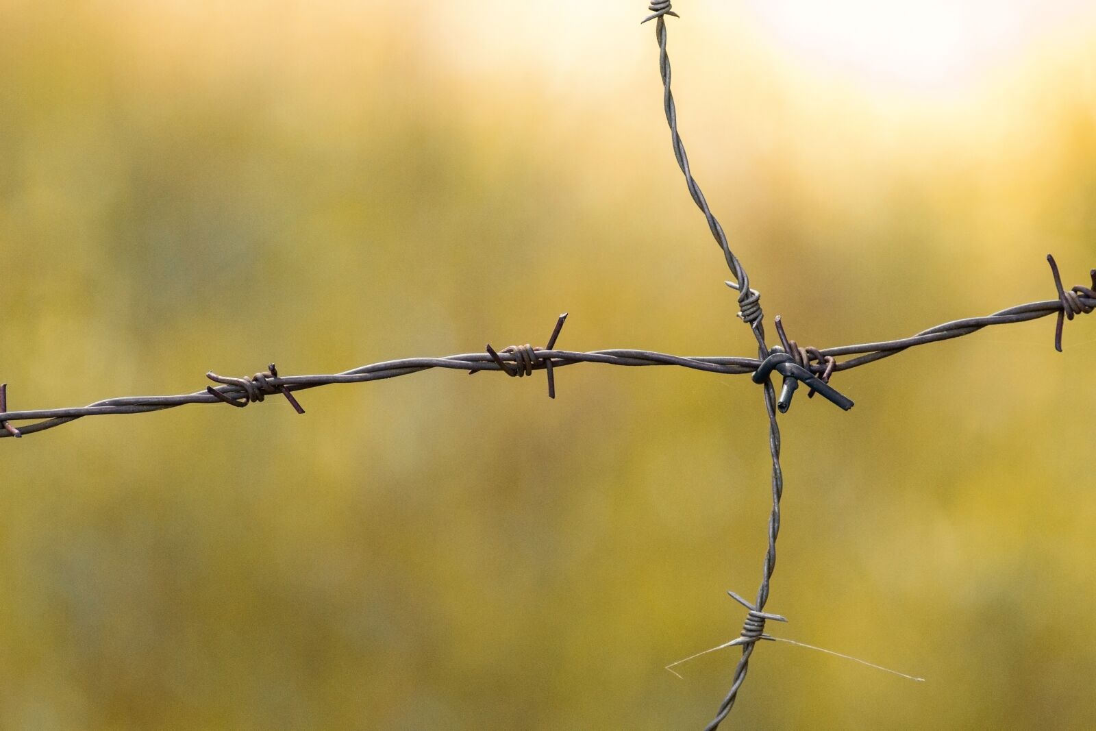 Canon EF 300mm f/4L sample photo. Barbed wire, demarcation, background photography