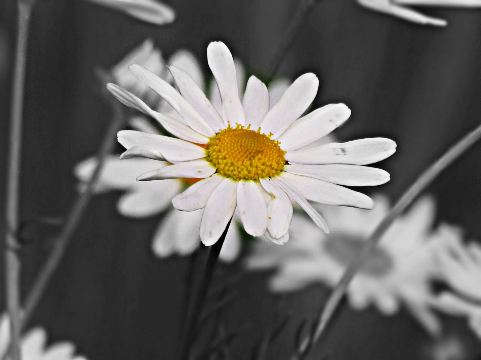 Canon PowerShot SX30 IS sample photo. Chamomile, flower, grasshopper photography