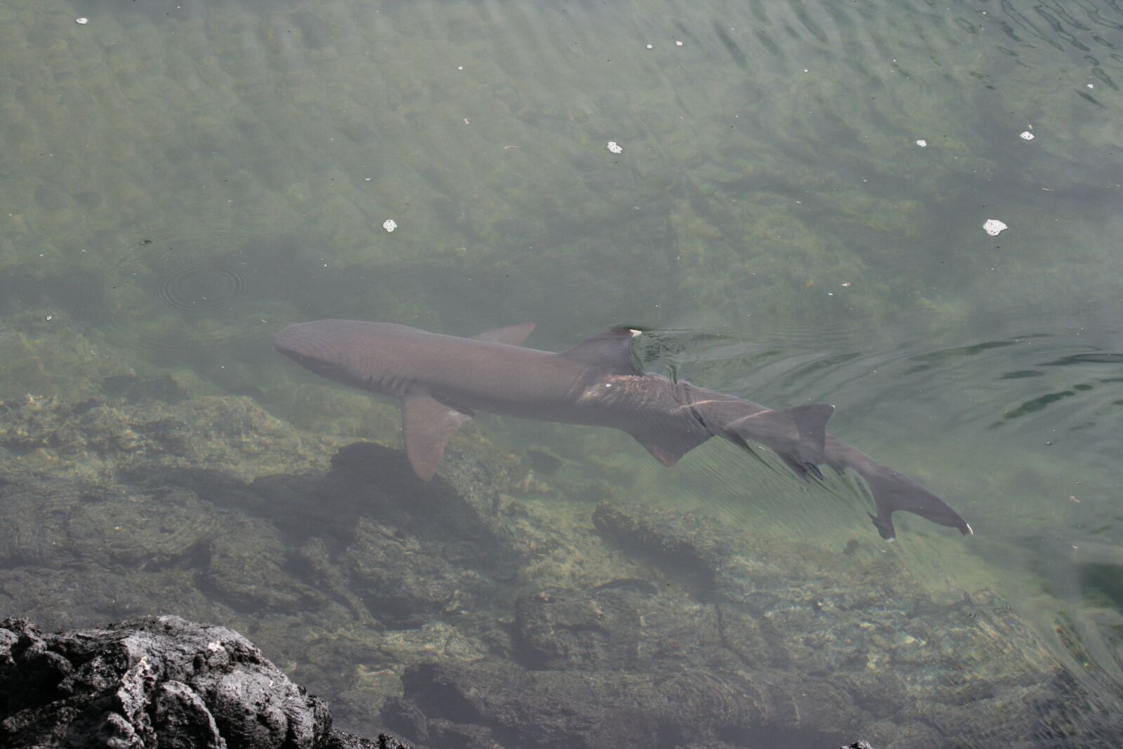 Canon EOS 400D (EOS Digital Rebel XTi / EOS Kiss Digital X) sample photo. Shark, small, galapagos photography