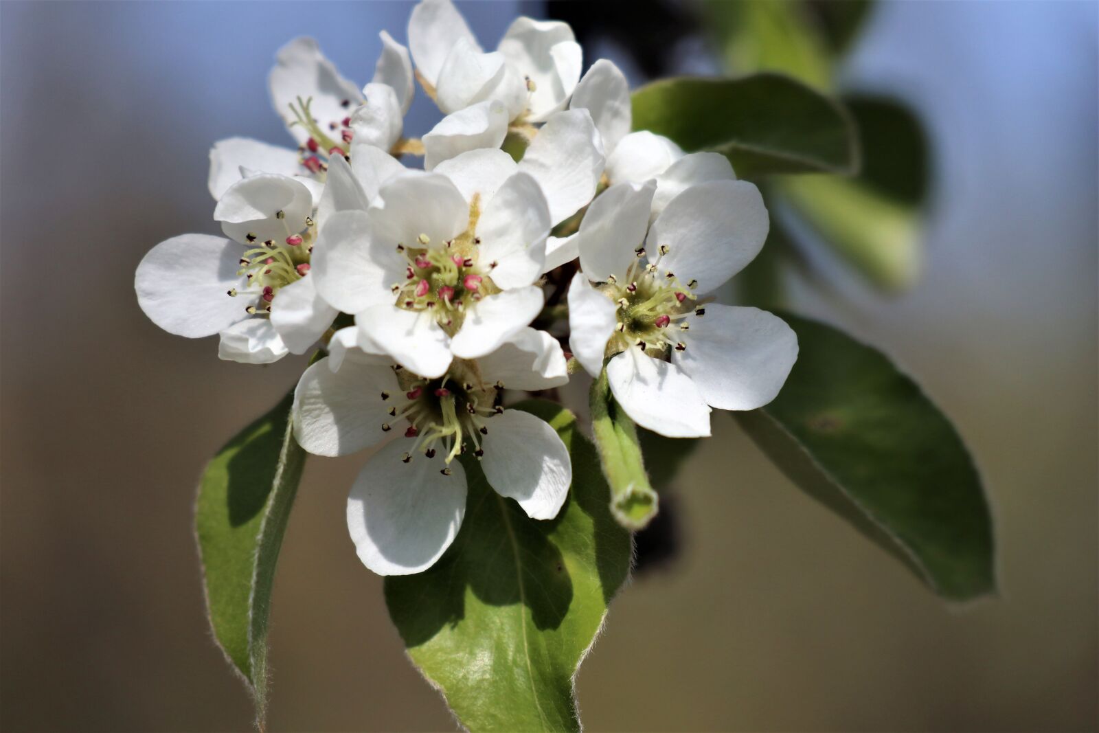 Canon EOS M6 sample photo. Spring, sprig, blossoming photography