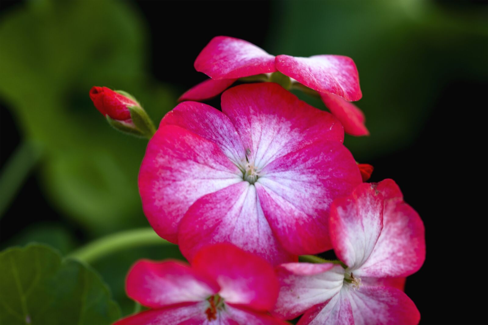 Nikon D5200 sample photo. Flowers, plant, petals photography