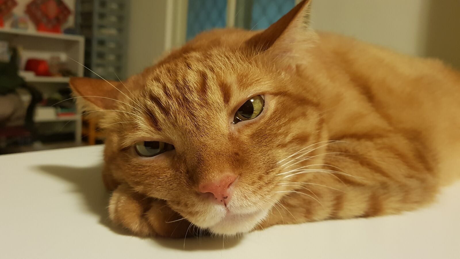 Samsung Galaxy S8 sample photo. Cat, misanthropy, bored photography
