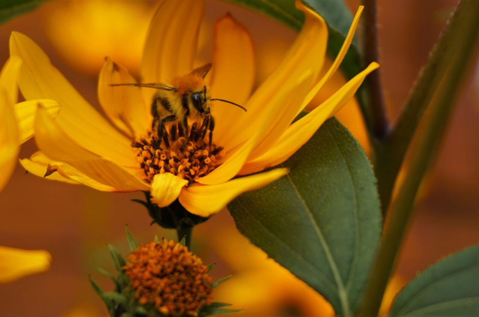 Sony Alpha a5000 (ILCE 5000) sample photo. Bee, yellow flower, nature photography