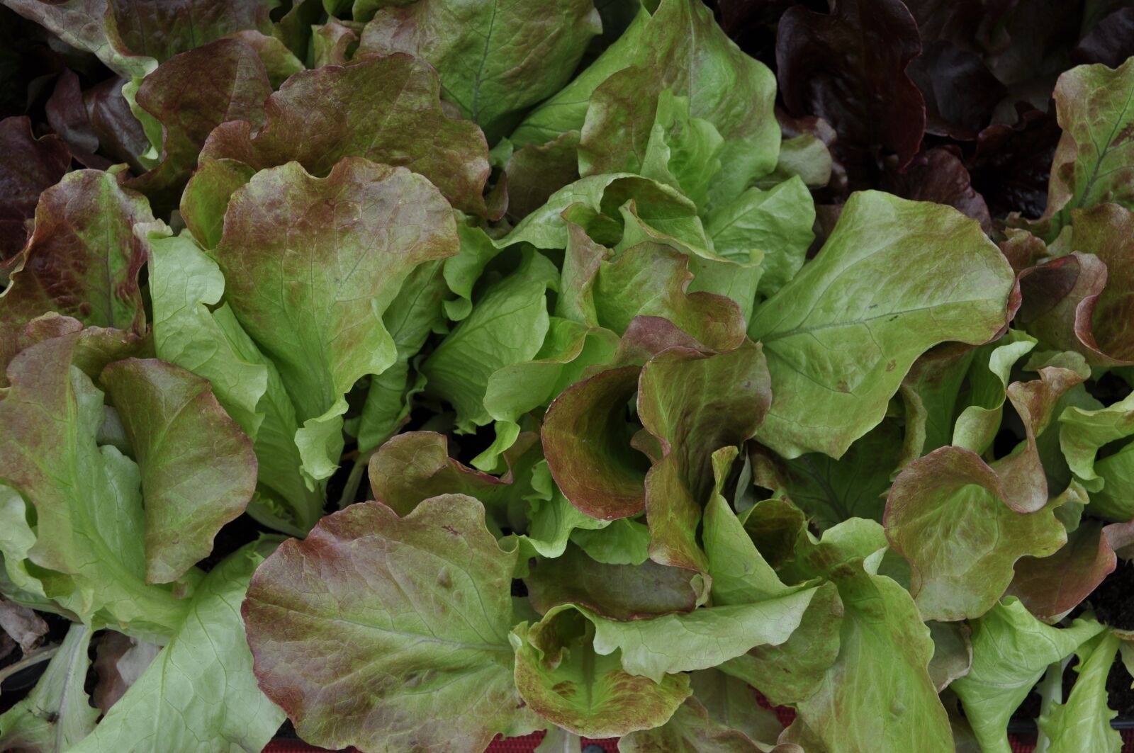 Nikon D5000 sample photo. Salad, red, costs photography