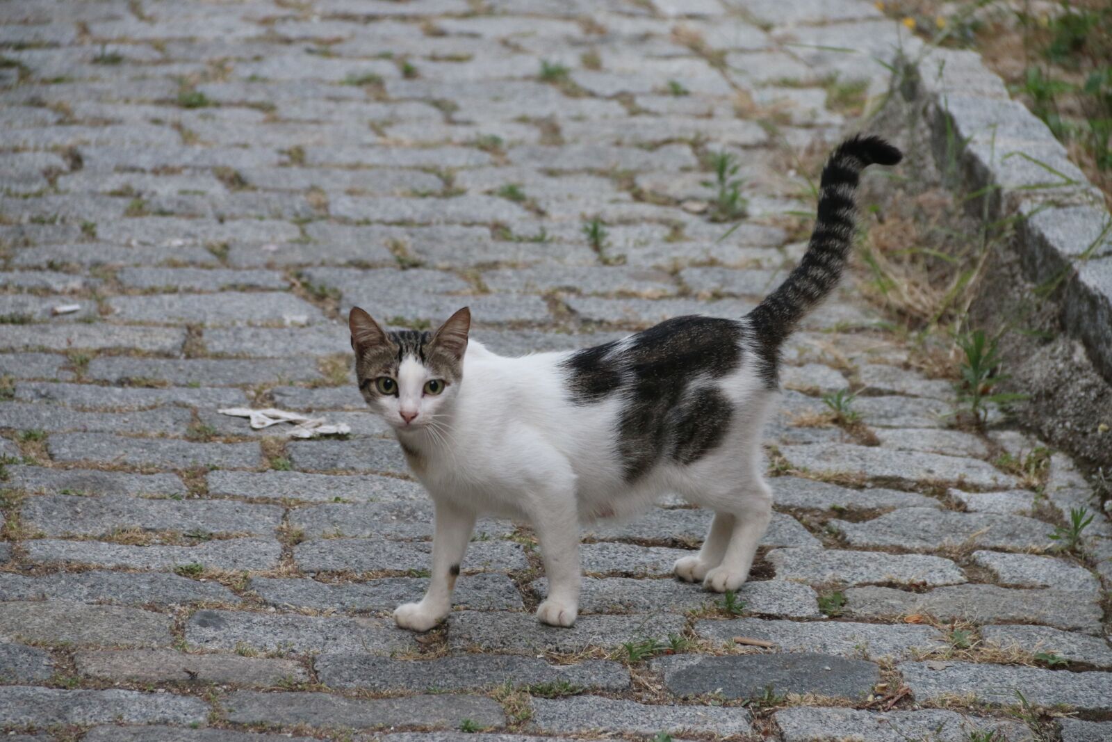 Canon EF-S 18-135mm F3.5-5.6 IS sample photo. Cat, animal, animal portrait photography