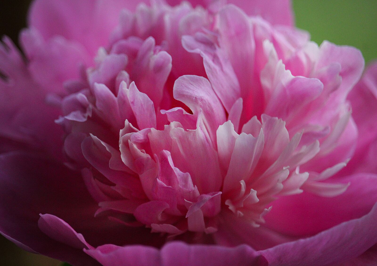 Canon EOS 1200D (EOS Rebel T5 / EOS Kiss X70 / EOS Hi) + Canon EF-S 55-250mm F4-5.6 IS STM sample photo. Peony, white, flower photography