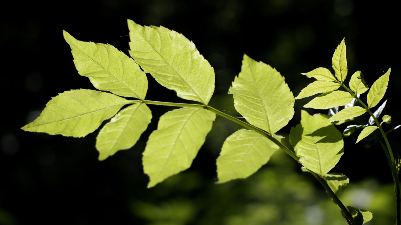Canon EF-S 18-135mm F3.5-5.6 IS USM sample photo. Leaves, green, sun photography