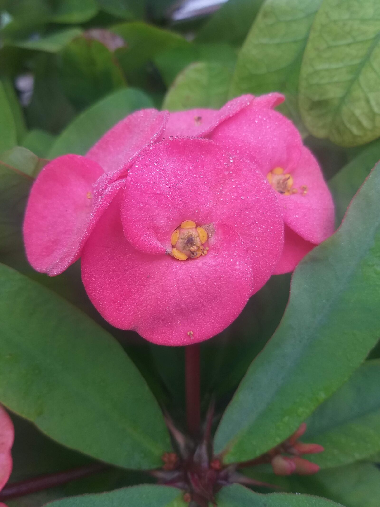 Samsung Galaxy J8 sample photo. Flower, green, pink photography