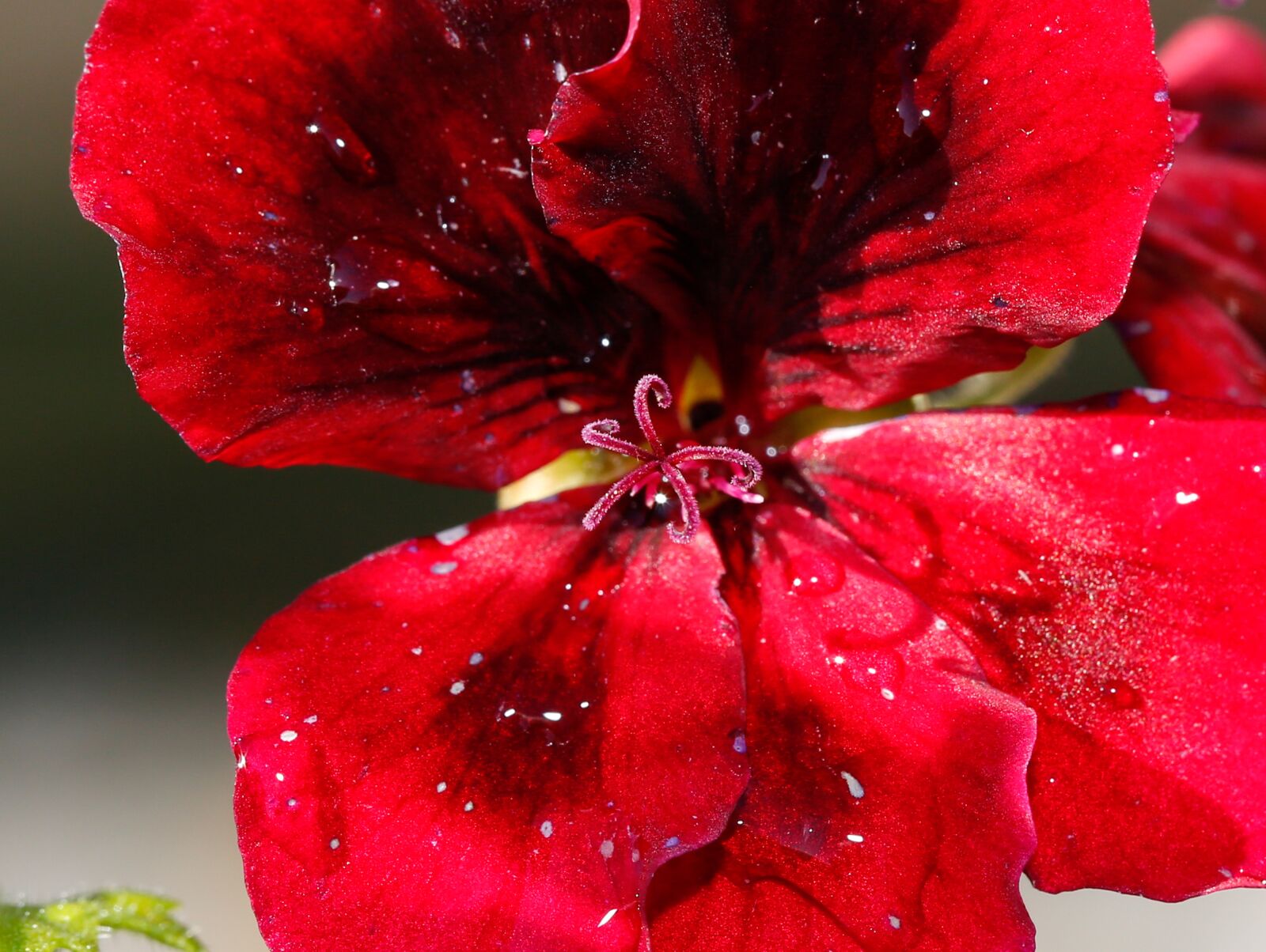 Canon EF 100mm F2.8L Macro IS USM sample photo. Flower, blossom, bloom photography