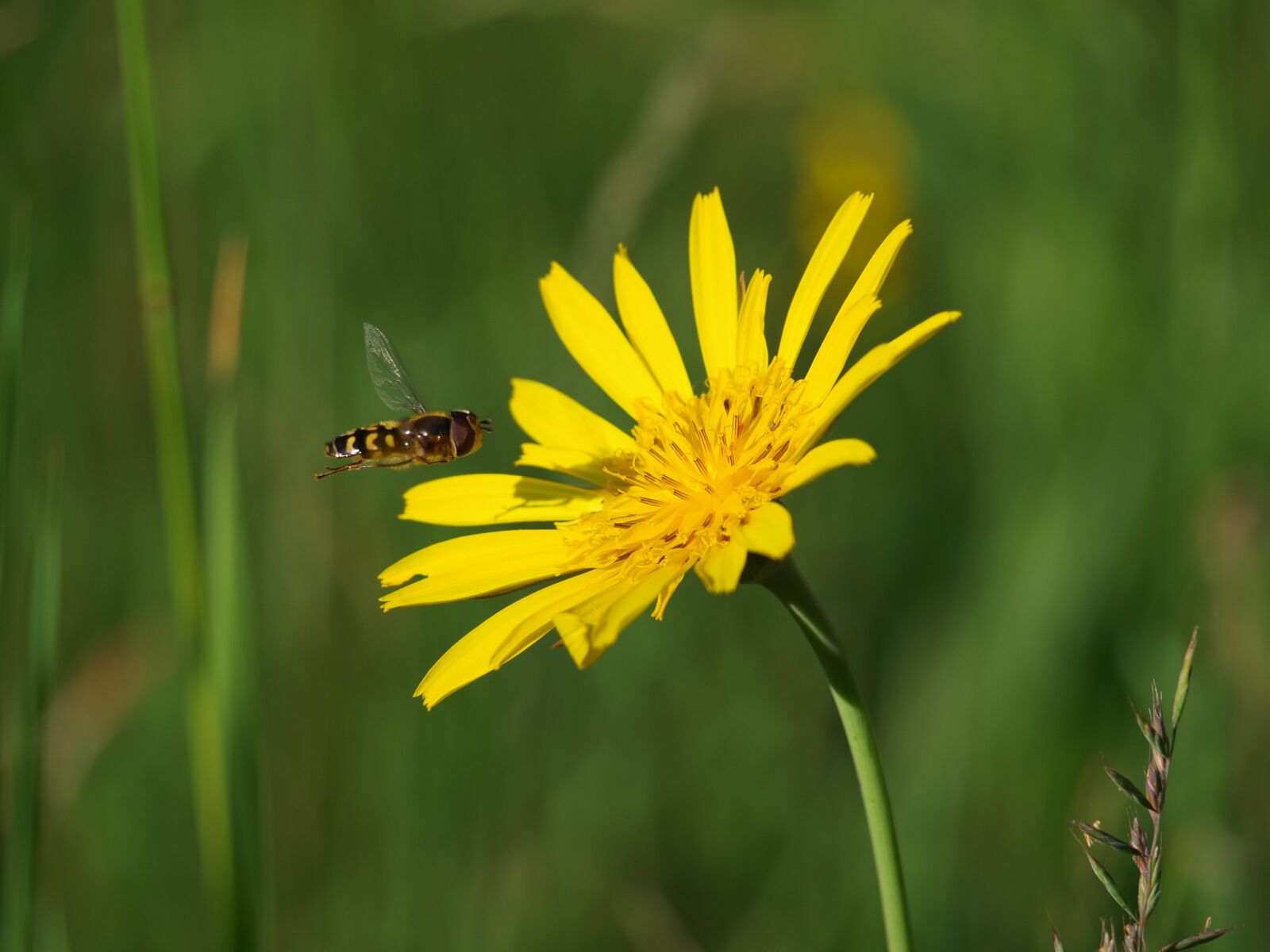 Olympus E-420 (EVOLT E-420) sample photo. Hoverfly, insect, nature photography